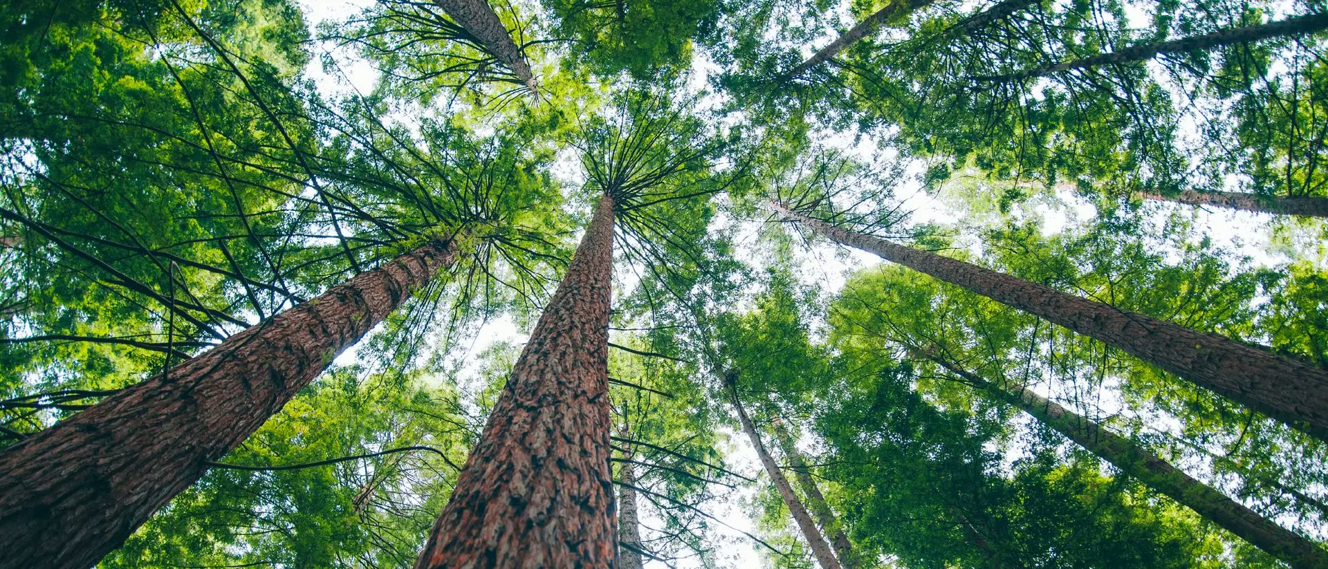 Looking up at the canopy of tall trees